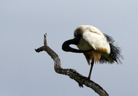 Sacred ibis - Selous