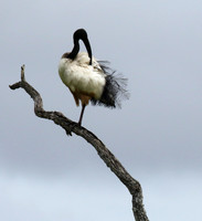 Sacred ibis - Selous