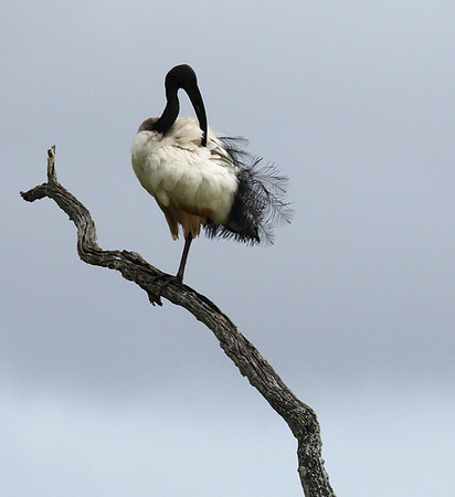 Sacred ibis - Selous