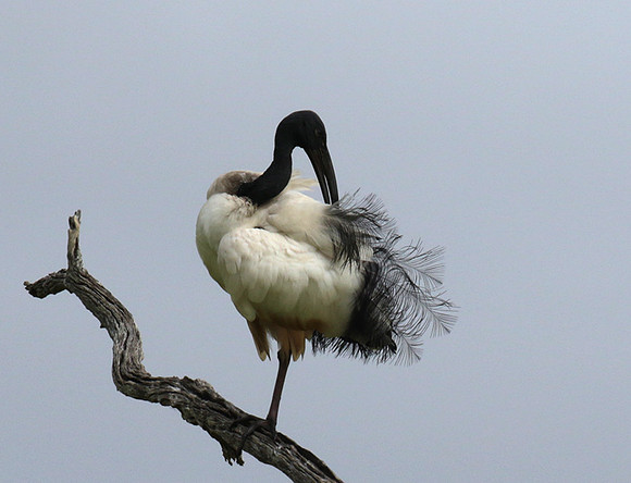 Sacred ibis - Selous