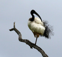 Sacred ibis - Selous