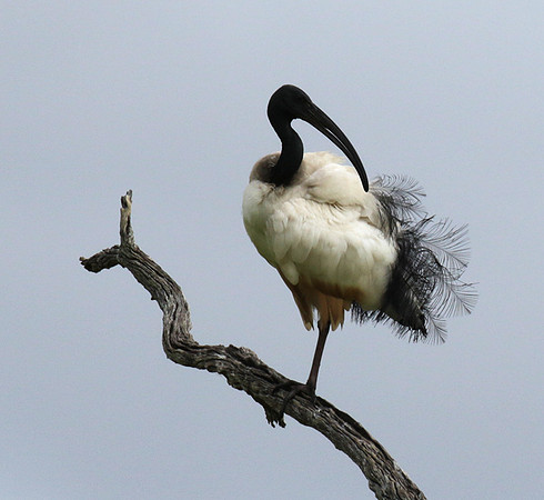 Sacred ibis - Selous