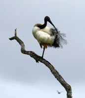 Sacred ibis - Selous