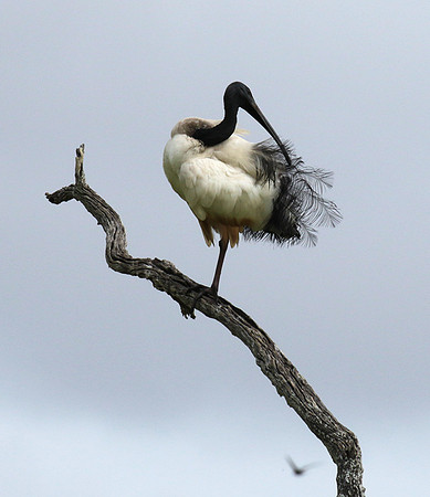 Sacred ibis - Selous