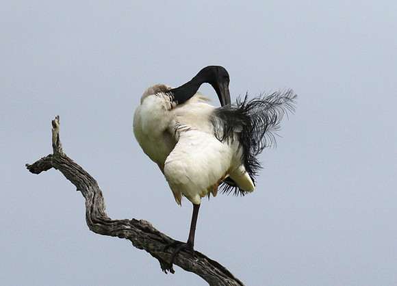 Sacred ibis - Selous