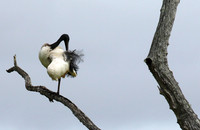 Sacred ibis - Selous