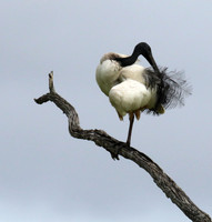 Sacred ibis - Selous