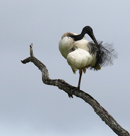 Sacred ibis - Selous