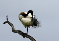 Sacred ibis - Selous