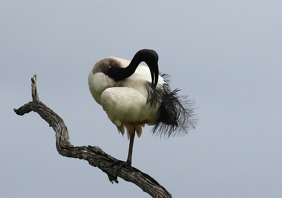 Sacred ibis - Selous
