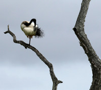 Sacred ibis - Selous