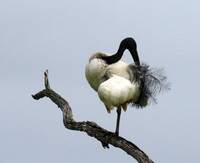 Sacred ibis - Selous