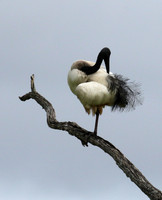 Sacred ibis - Selous
