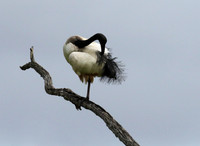 Sacred ibis - Selous