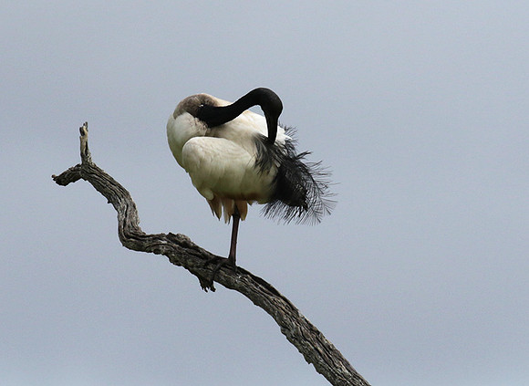 Sacred ibis - Selous
