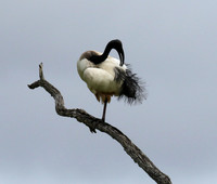 Sacred ibis - Selous