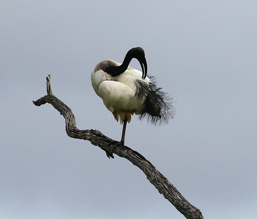 Sacred ibis - Selous