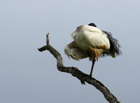 Sacred ibis - Selous