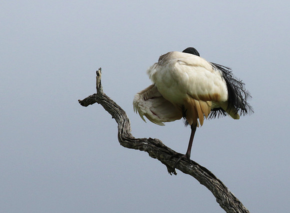 Sacred ibis - Selous