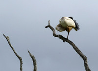 Sacred ibis - Selous