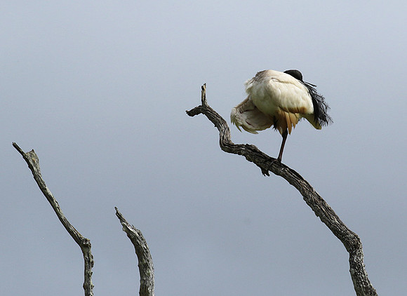 Sacred ibis - Selous