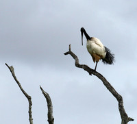 Sacred ibis - Selous