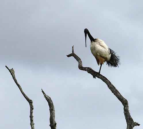 Sacred ibis - Selous