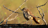 Spotted morning thrush - Selous