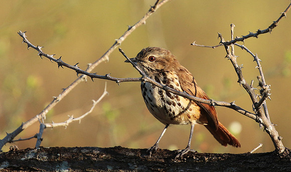 Spotted morning thrush - Selous
