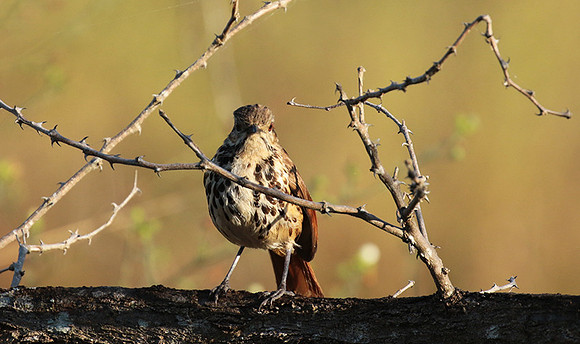 Spotted morning thrush - Selous