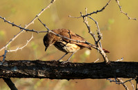 Spotted morning thrush - Selous