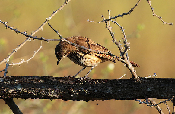 Spotted morning thrush - Selous