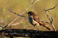 Spotted morning thrush - Selous