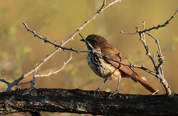Spotted morning thrush - Selous