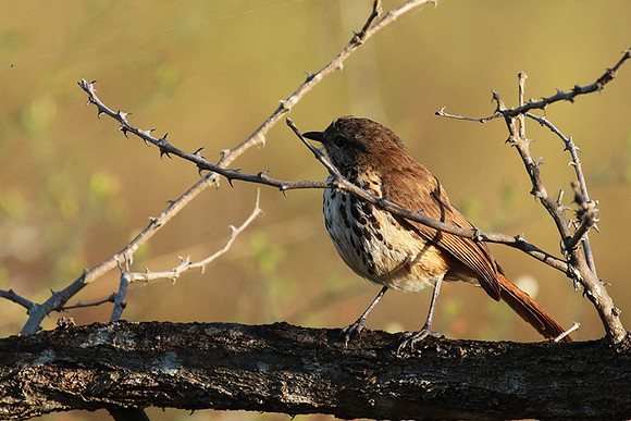 Spotted morning thrush - Selous