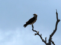 Western osprey - Selous