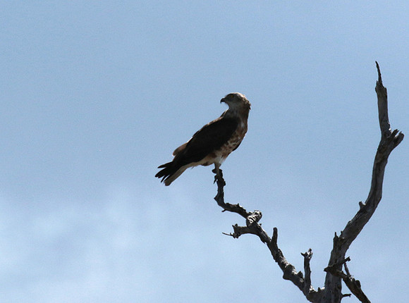Western osprey - Selous