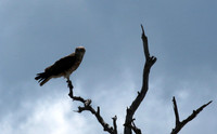 Western osprey - Selous