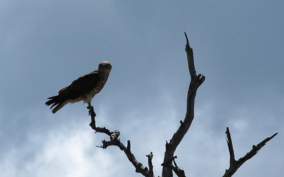 Western osprey - Selous