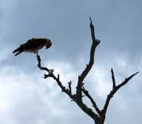 Western osprey - Selous