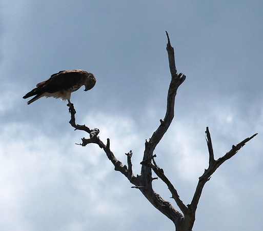 Western osprey - Selous