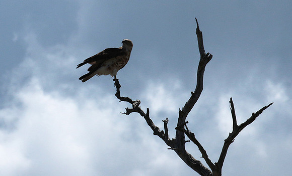 Western osprey - Selous