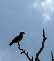 Western osprey - Selous