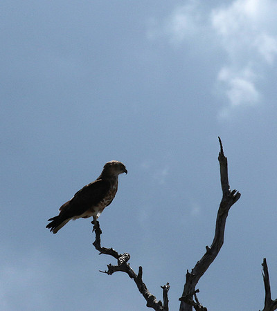 Western osprey - Selous