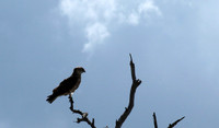 Western osprey - Selous