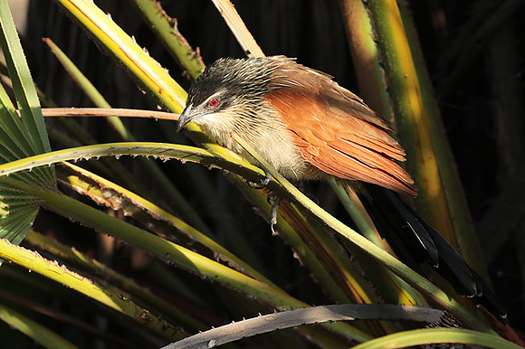 White-browed coucal - Selous