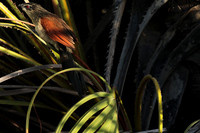 White-browed coucal - Selous
