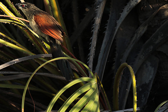 White-browed coucal - Selous