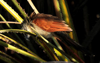 White-browed coucal - Selous