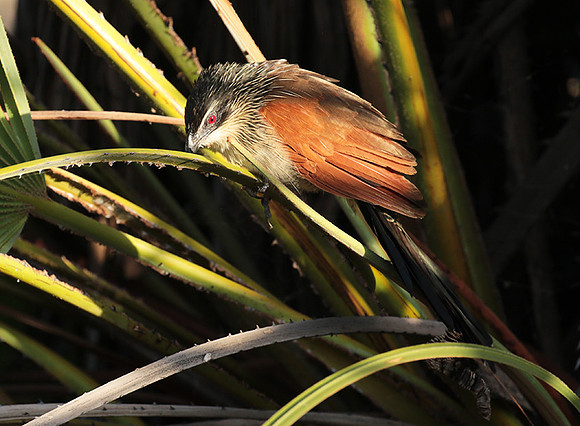 White-browed coucal - Selous